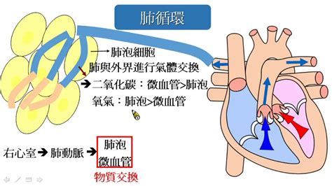 血液循環簡圖